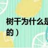 樹干為什么是圓的實驗報告（樹干為什么是圓的）
