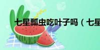 七星瓢蟲吃葉子嗎(七星瓢蟲吃什么)