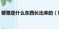 罌粟是什么東西長出來的(罌粟是什么東西)