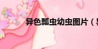 異色瓢蟲幼蟲圖片(異色瓢蟲)