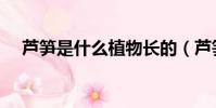 蘆筍是什么植物長的(蘆筍是什么植物)