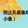 防止孔雀魚吃小魚的方法（怎么防止孔雀魚吃小魚）