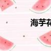 海芋花語的寓意（海芋花語）
