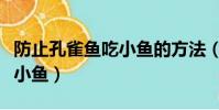 防止孔雀魚吃小魚的方法(怎么防止孔雀魚吃小魚)