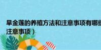 旱金蓮的養殖方法和注意事項有哪些(旱金蓮的養殖方法和注意事項)