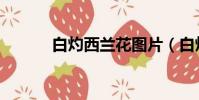 白灼西蘭花圖片(白灼西蘭花)