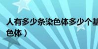 人有多少條染色體多少個基因(人有多少條染色體)
