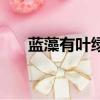 藍藻有葉綠體嗎嗎（藍藻有葉綠體嗎）