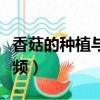 香菇的種植與栽培技術視頻（香菇種植技術視頻）