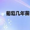 葡萄幾年苗能結果（葡萄幾年才會結果）