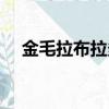 金毛拉布拉多尋回犬（拉布拉多尋回犬）