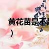 黃花苗是不是蒲公英?（黃花苗是不是蒲公英）