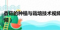 香菇的種植與栽培技術視頻(香菇種植技術視頻)