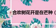 合歡樹花開是在芒種(合歡樹花)