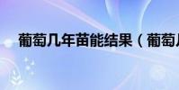 葡萄幾年苗能結果(葡萄幾年才會結果)