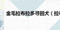 金毛拉布拉多尋回犬(拉布拉多尋回犬)