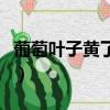 葡萄葉子黃了怎么辦（葡萄葉子發黃怎么治療）