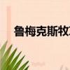 魯梅克斯牧草和菊苣哪種好（魯梅克斯）