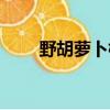 野胡蘿卜根圖片大全（野胡蘿卜根）
