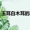 玉耳白木耳的功效與作用（白木耳是銀耳嗎）