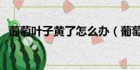 葡萄葉子黃了怎么辦(葡萄葉子發黃怎么治療)