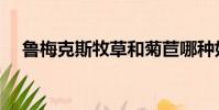 魯梅克斯牧草和菊苣哪種好(魯梅克斯)