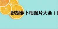 野胡蘿卜根圖片大全(野胡蘿卜根)