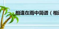 相逢在雨中簡譜(相逢在雨中)