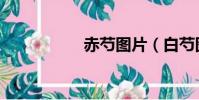 赤芍圖片(白芍圖片)