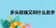 多頭玫瑰又叫什么名字(多頭玫瑰)