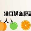 貓耳螨會爬到人身上嗎（貓咪耳螨會不會傳染人）