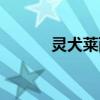 靈犬萊西的讀后感（靈犬萊西）