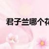 君子蘭哪個花色最貴（君子蘭花期有多長）