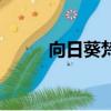 向日葵梵高多少錢（向日葵梵高）
