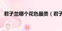 君子蘭哪個花色最貴(君子蘭花期有多長)