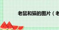 老鼠和貓的圖片(老鼠和貓)