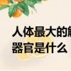 人體最大的解毒器官是哪?（人體最大的解毒器官是什么）
