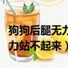 狗狗后腿無力站不起來怎么回事（狗狗后腿無力站不起來）