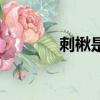 刺楸是硬闊還是軟闊（刺楸）