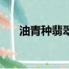 油青種翡翠是什么檔次（油青種翡翠）