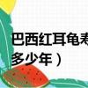 巴西紅耳龜壽命最長多少年（巴西紅耳龜能活多少年）