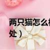 兩只貓怎么相處 發出嗚嗚聲（兩只貓怎么相處）