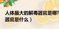 人體最大的解毒器官是哪?(人體最大的解毒器官是什么)