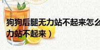 狗狗后腿無力站不起來怎么回事(狗狗后腿無力站不起來)