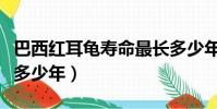 巴西紅耳龜壽命最長多少年(巴西紅耳龜能活多少年)