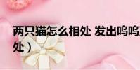 兩只貓怎么相處 發出嗚嗚聲(兩只貓怎么相處)