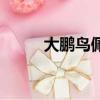 大鵬鳥佩戴有什么禁忌（大鵬鳥）
