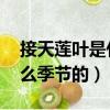 接天蓮葉是什么季節的 種菜（接天蓮葉是什么季節的）