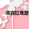 命宮紅鸞是什么意思（紅鸞是什么意思）