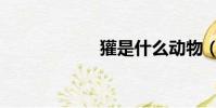 獾是什么動物(獾)